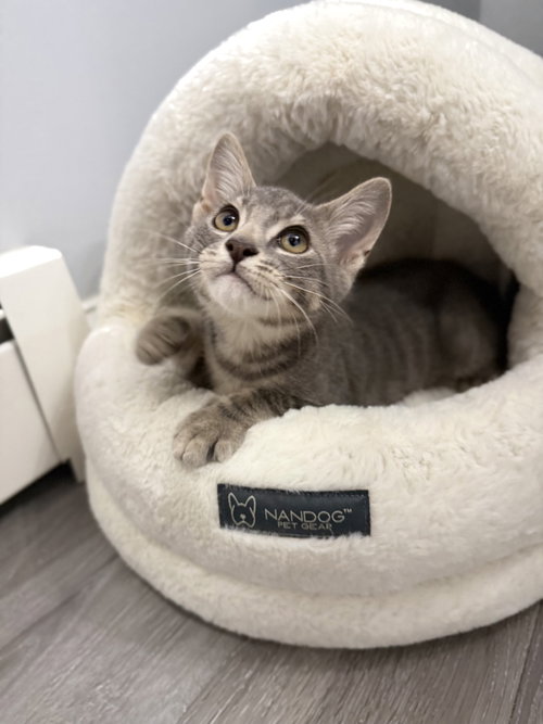 Stewart, a cat for adoption from Foster and Forever Pet Rescue
