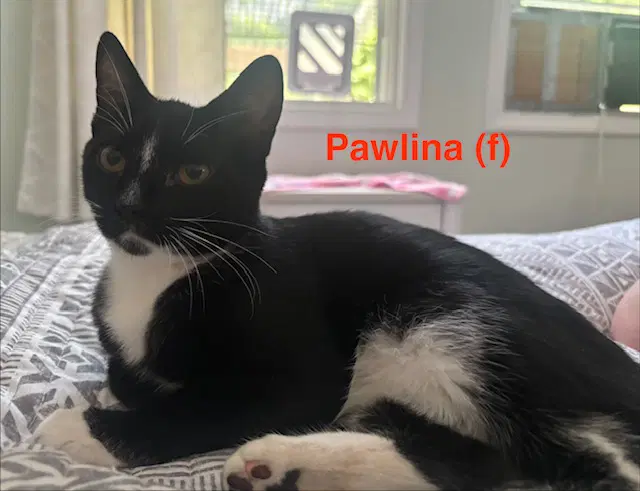 Pawlina - Bonded Pair - Domestic Short Hair