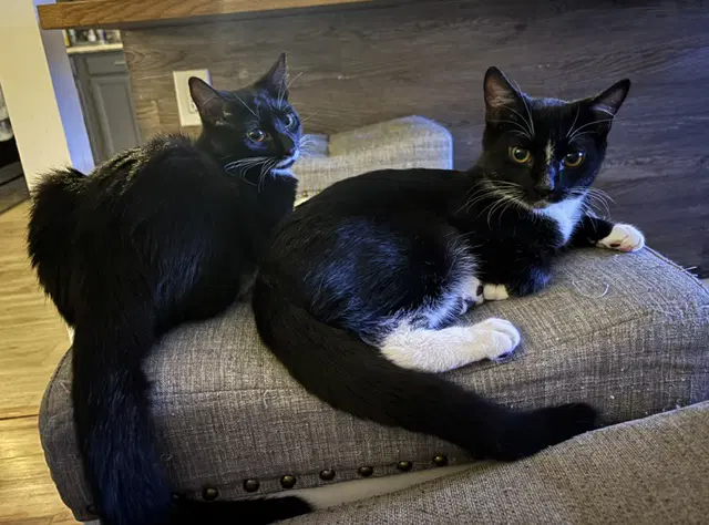 Pawlina - Bonded Pair image 2