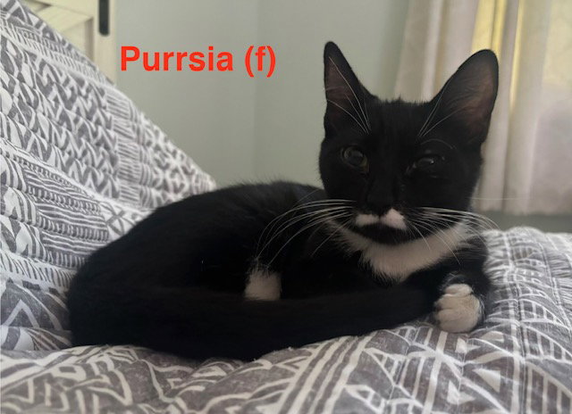 Purrsia - BONDED PAIR, Domestic Short Hair