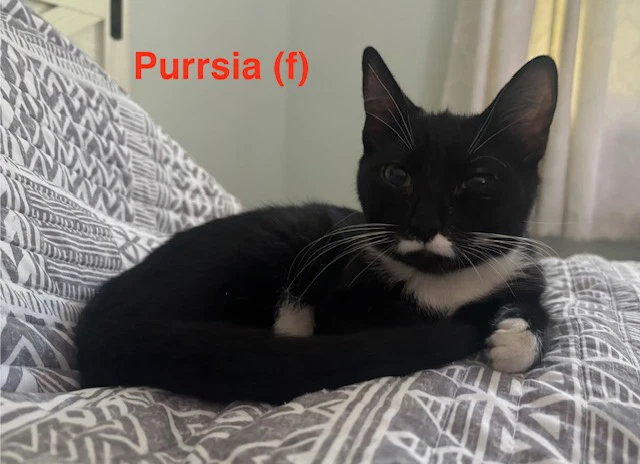Purrsia - Bonded Pair