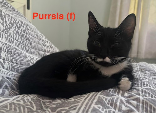 Purrsia - BONDED PAIR, a cat for adoption from Foster and Forever Pet Rescue