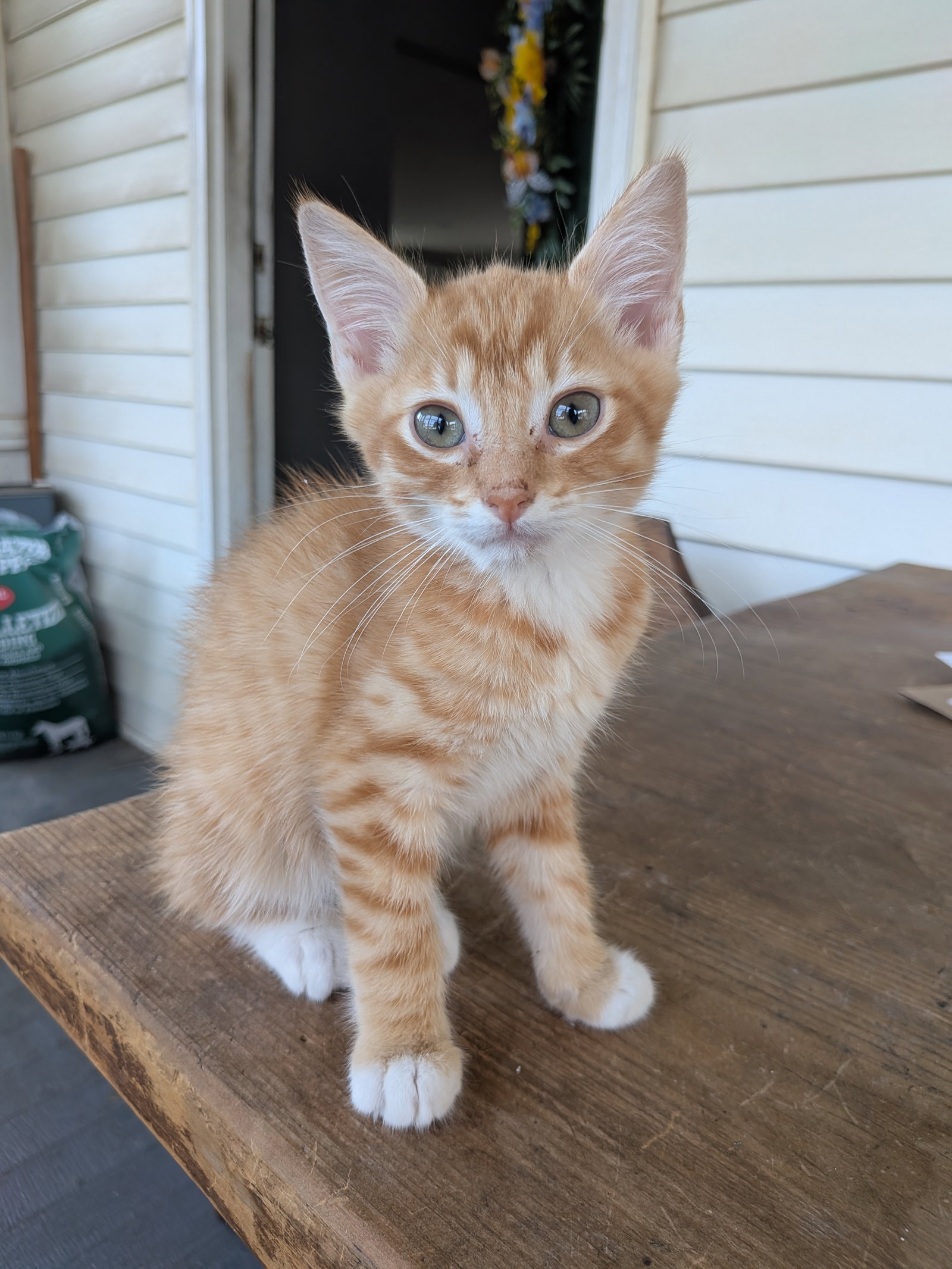 Fanta, Domestic Short Hair
