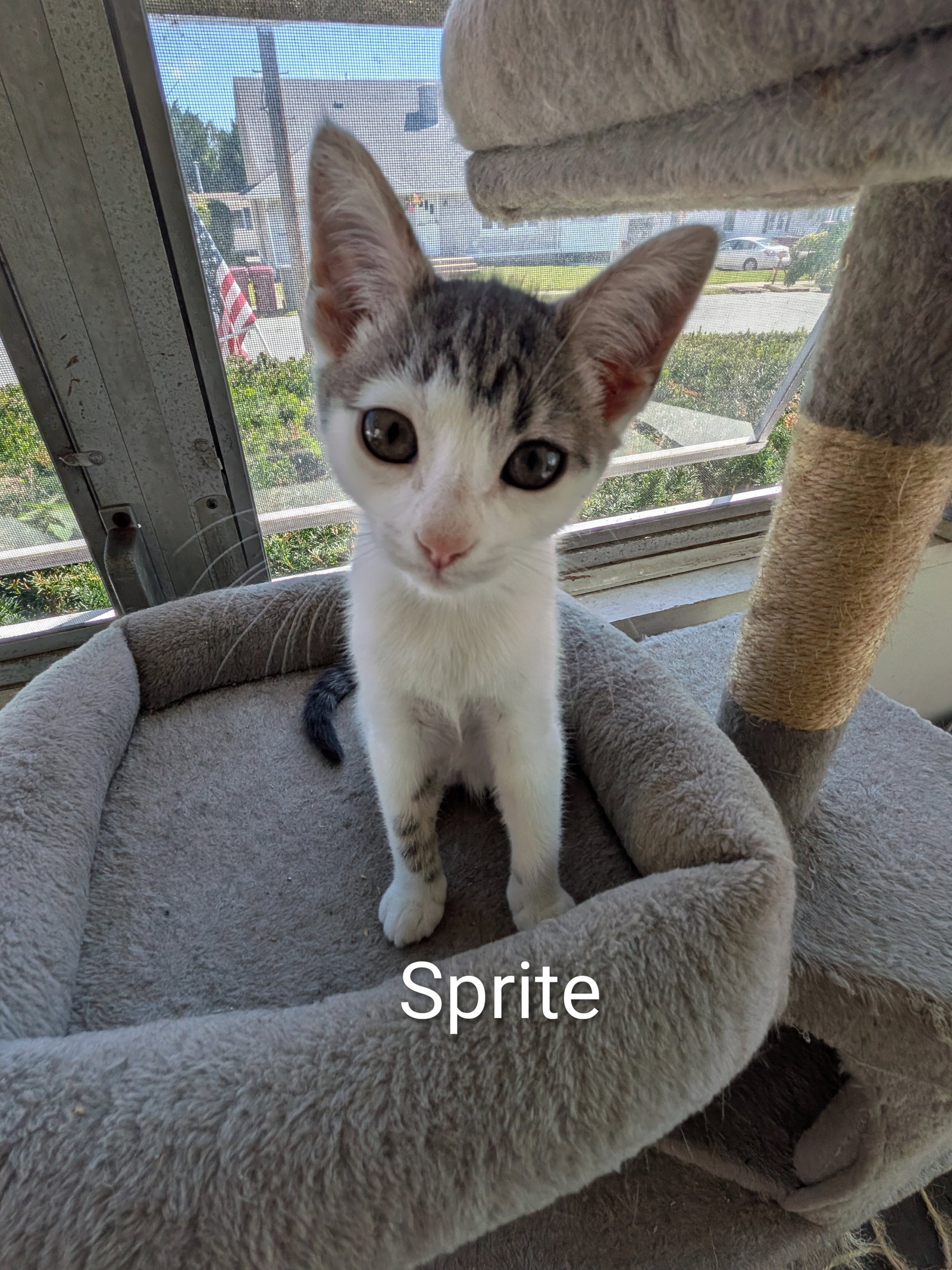 Sprite, Domestic Short Hair