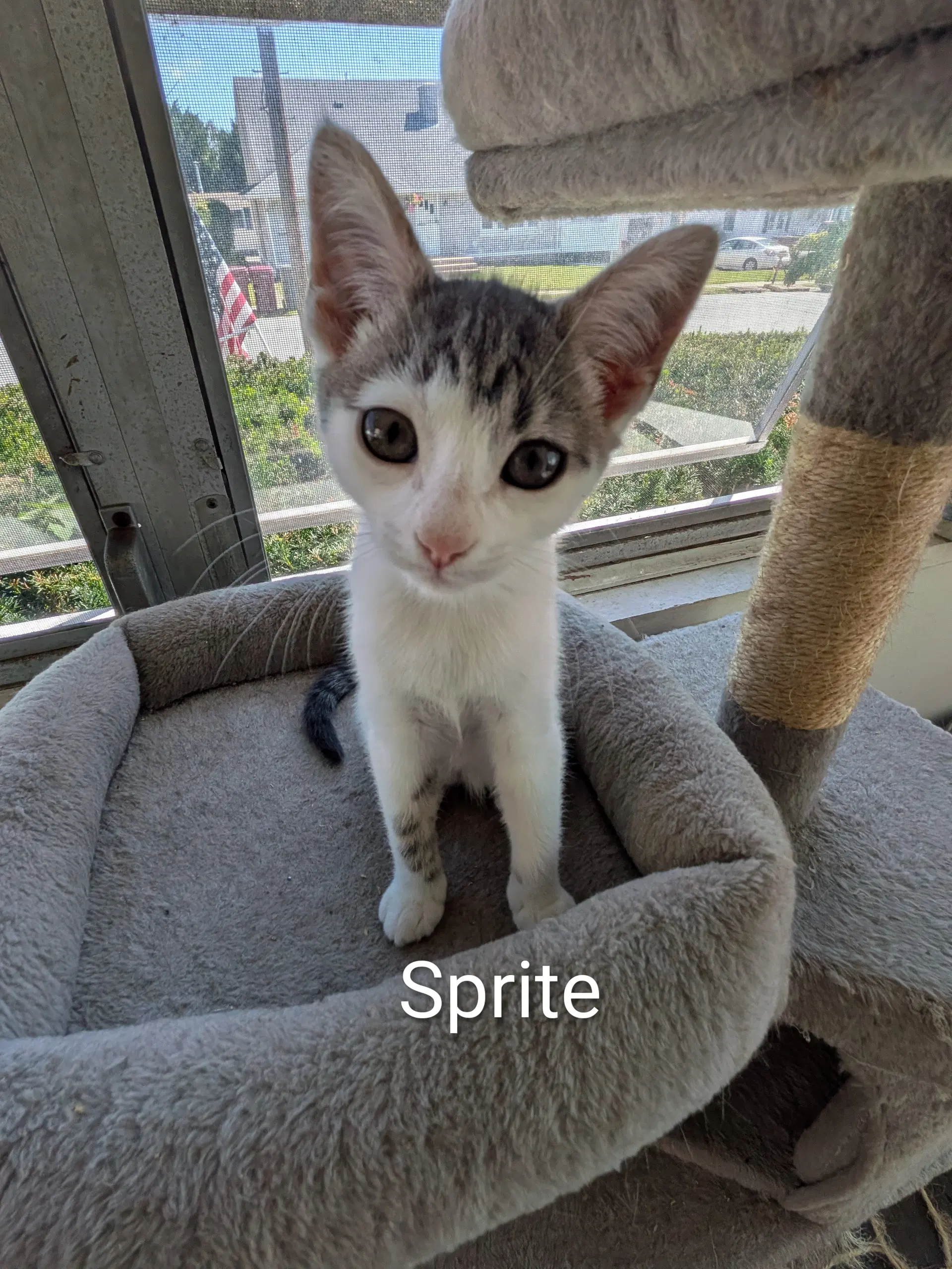 Sprite - Domestic Short Hair