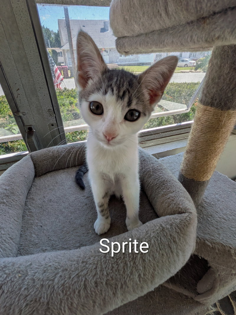 Sprite, a female kitten up for adoption