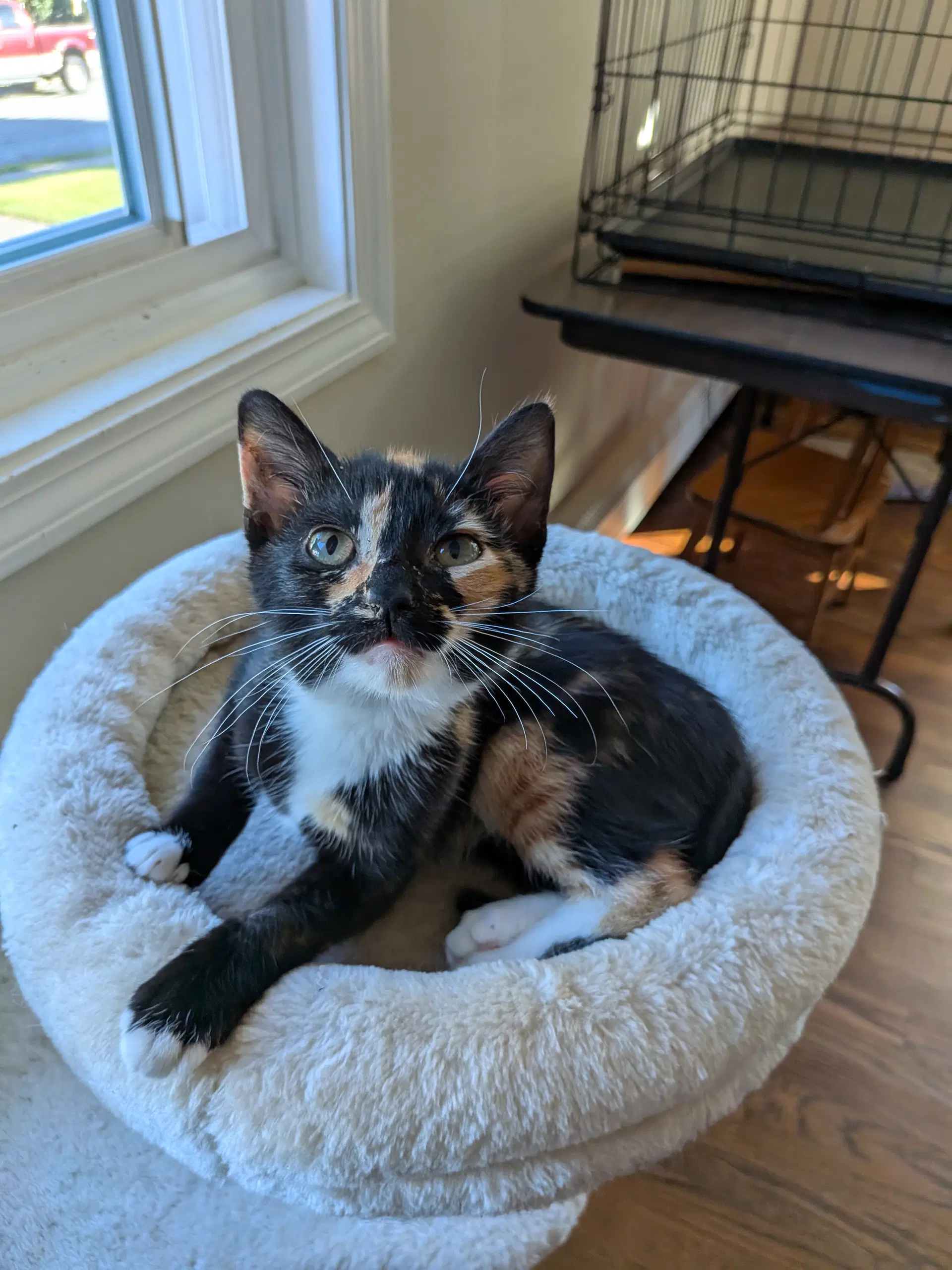 Pepsi - Domestic Short Hair