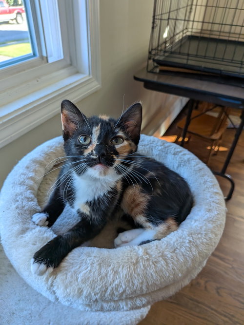Pepsi, a cat for adoption from Foster and Forever Pet Rescue