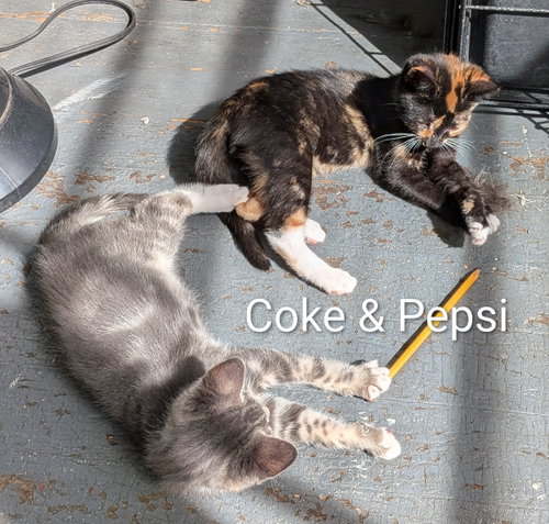 Photo 5 of Pepsi