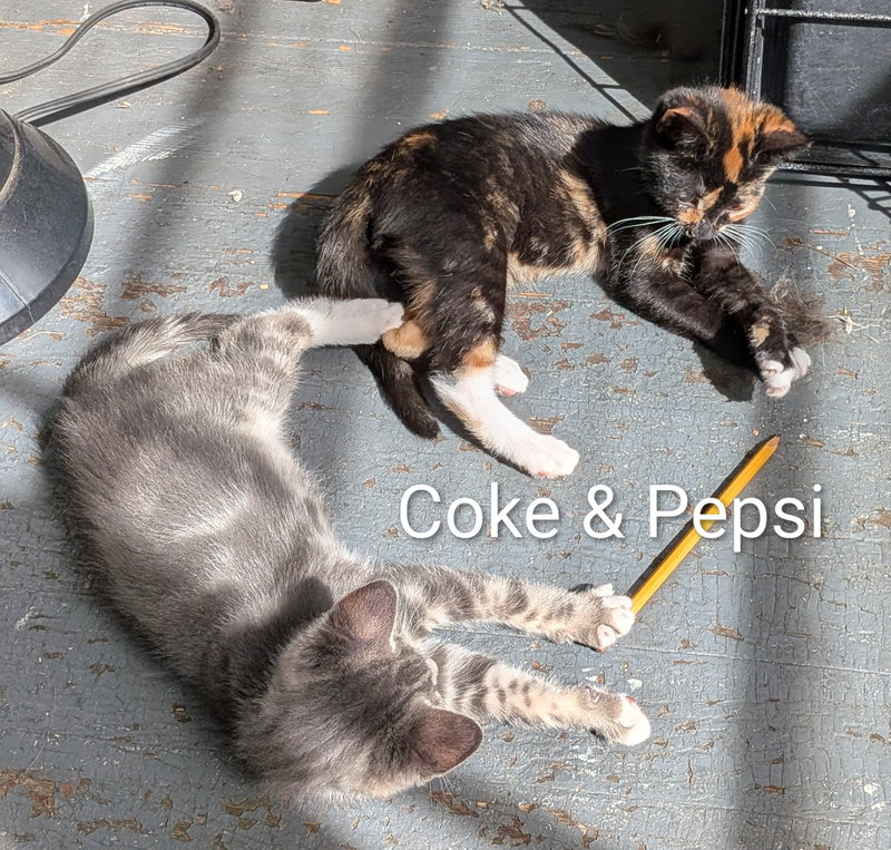 Pepsi, photo 5