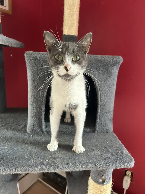 Mia, Domestic Short Hair