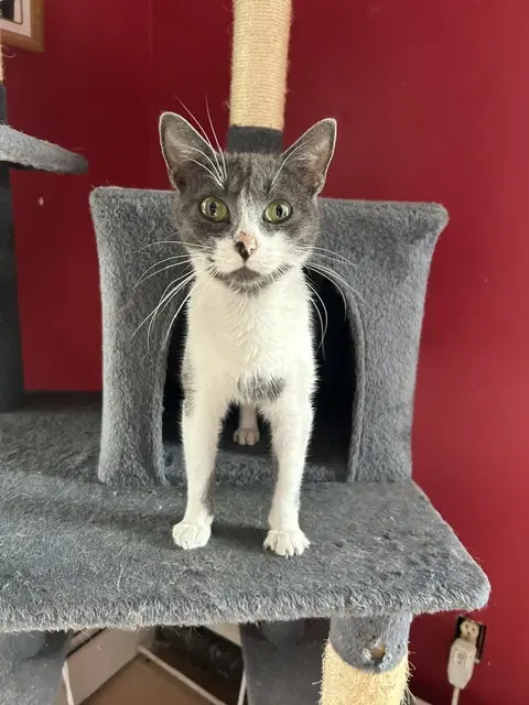 Mia - Domestic Short Hair