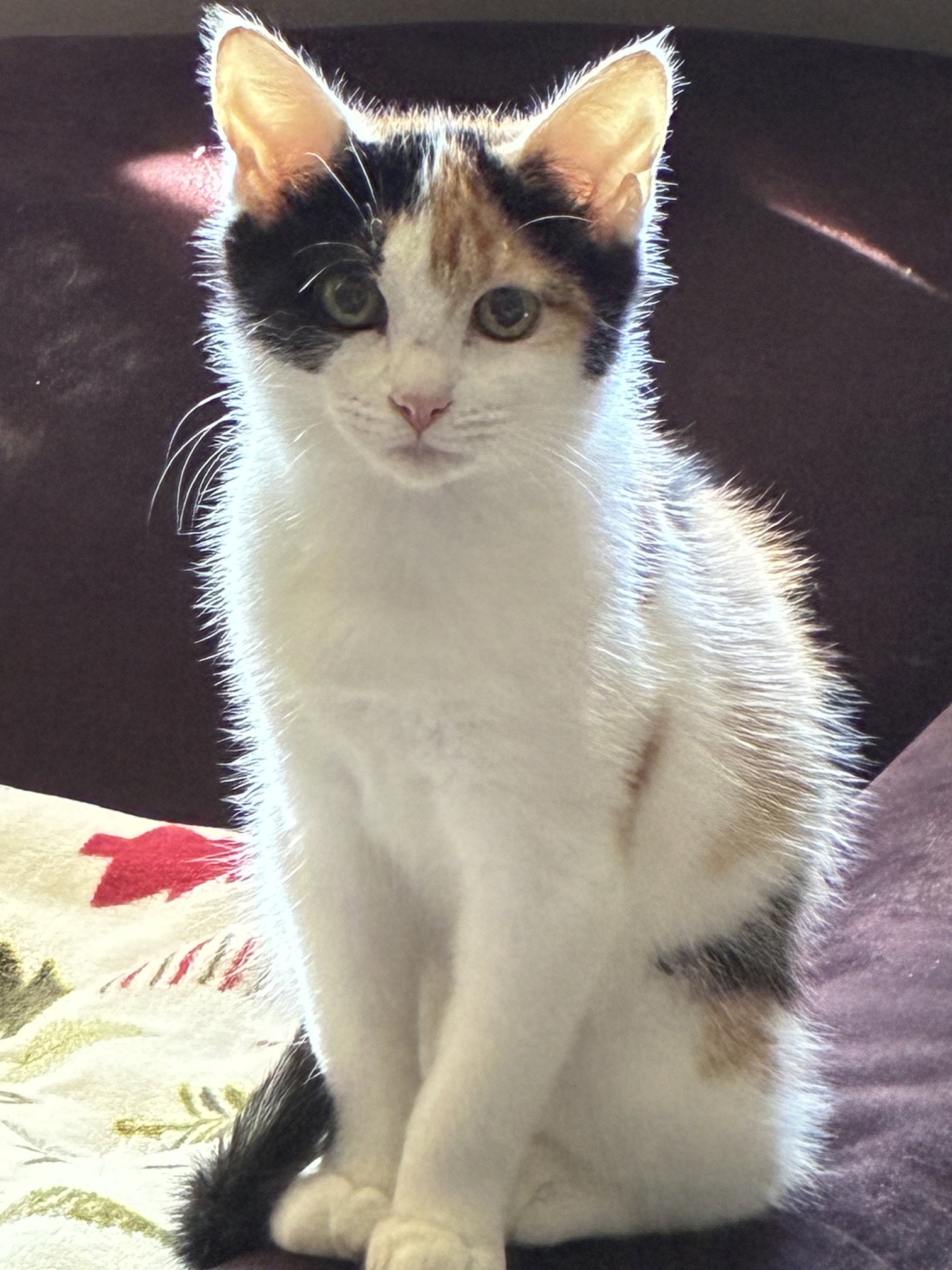 Kasey, Domestic Short Hair