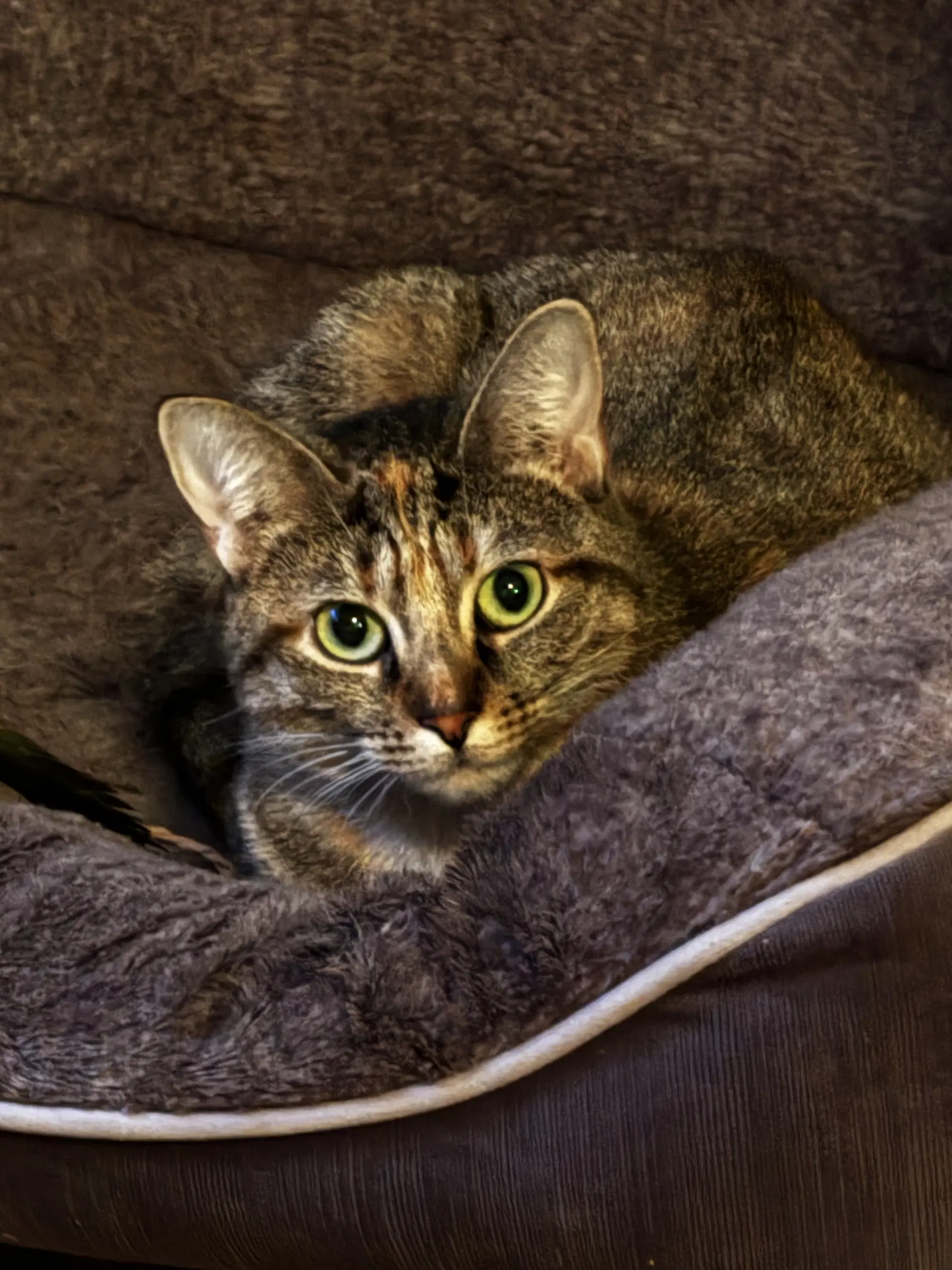 Chyna - Domestic Short Hair