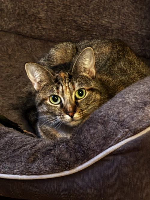 Chyna, Domestic Short Hair / Mixed (short coat)