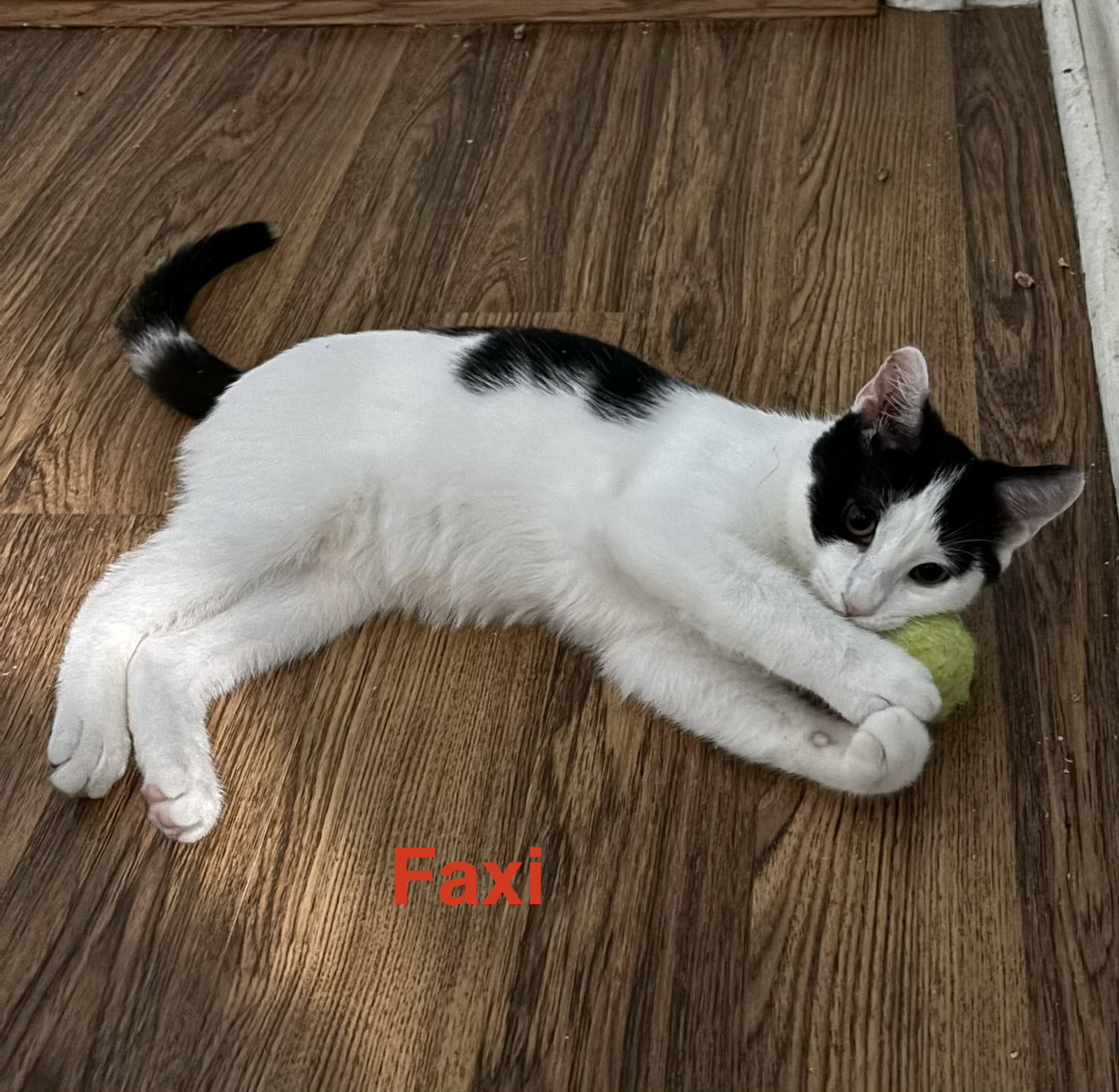Faxi