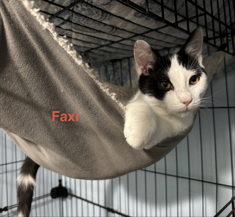 Faxi, photo 3