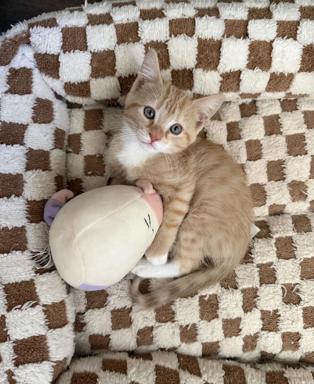 Mango image 1