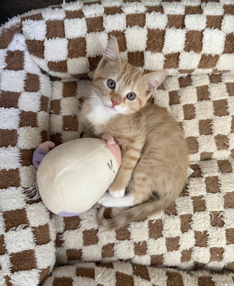 Mango, photo 4