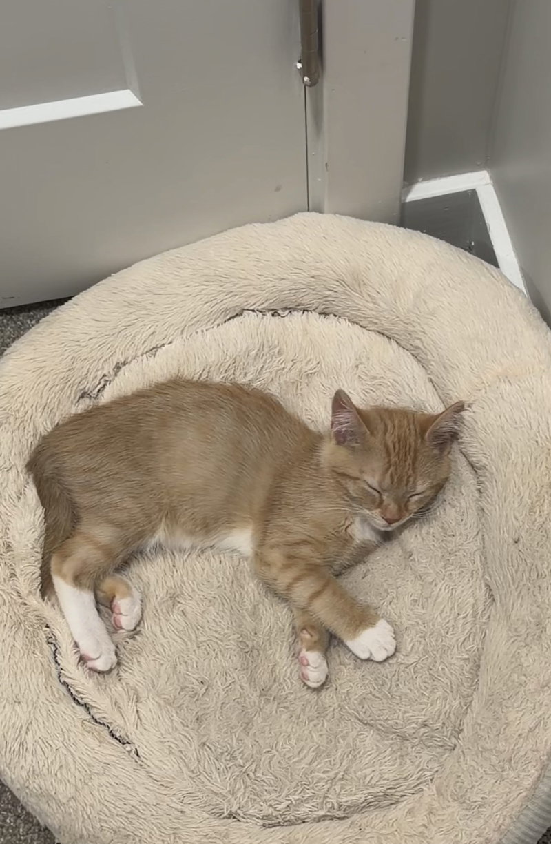 Mango, photo 5