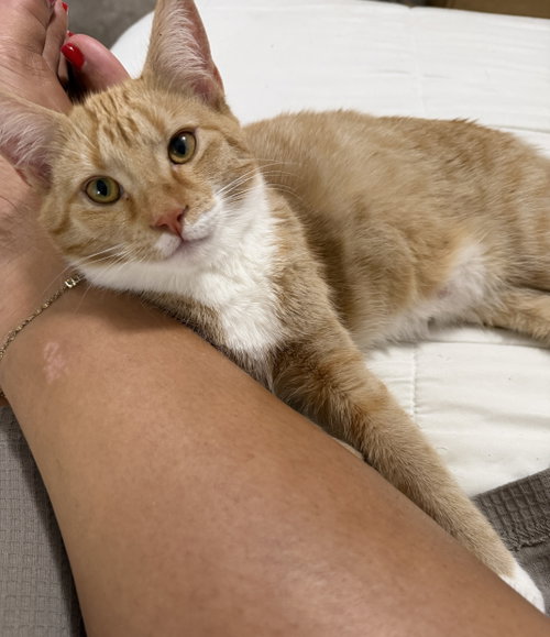 Mango, Domestic Short Hair / Mixed (short coat)