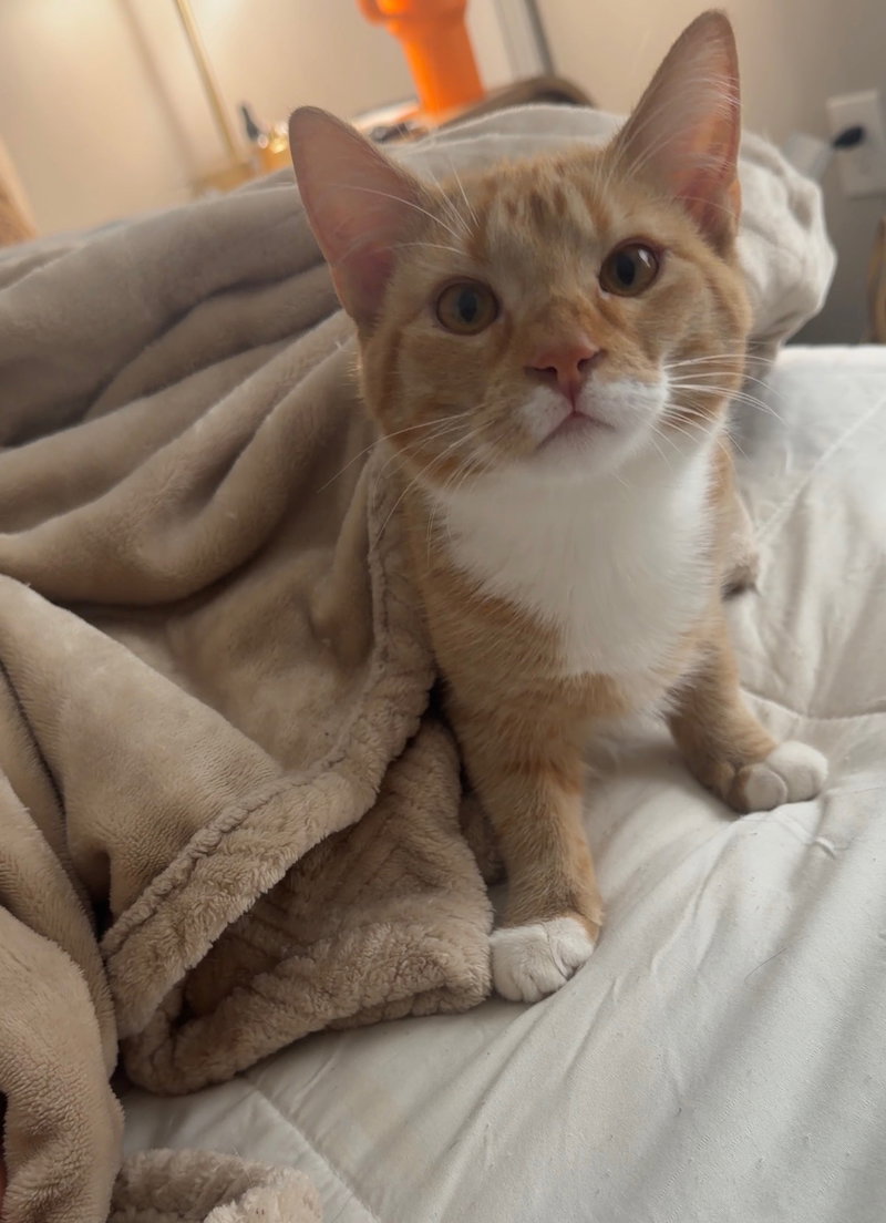 Mango, photo 3