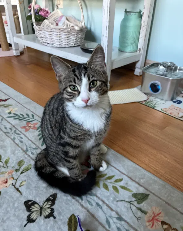 Bunny - Domestic Short Hair
