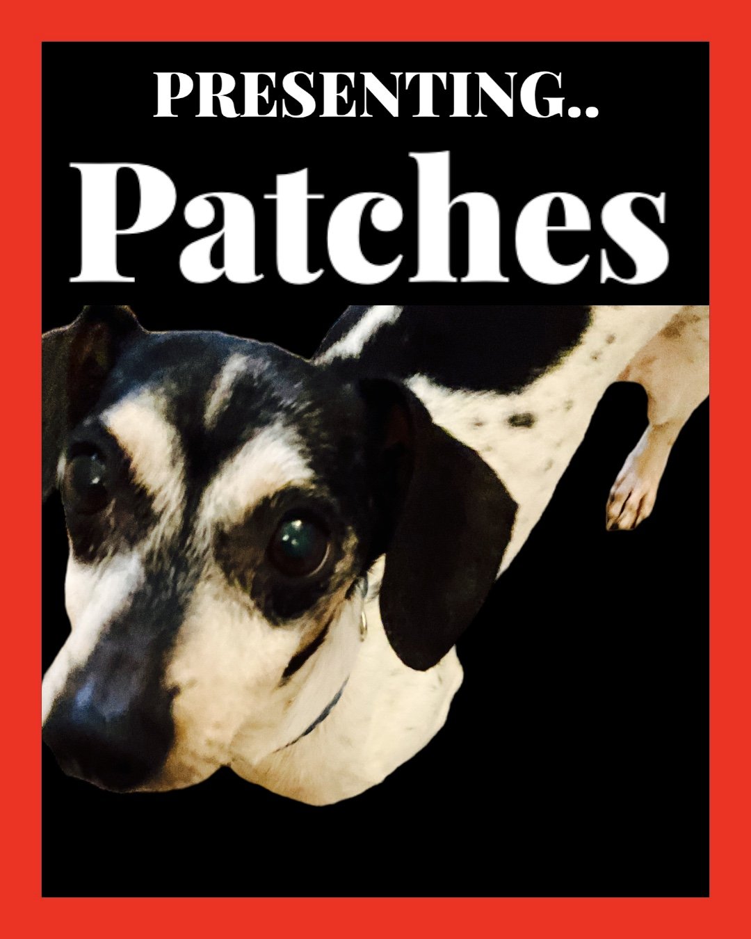 adoptable Dog in Jacksonville, FL named Patches