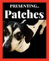 adoptable Dog in  named Patches