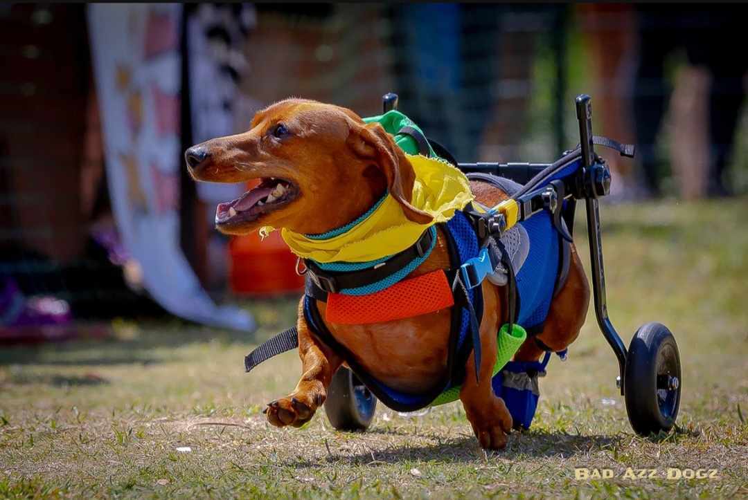 adoptable Dog in Tampa, FL named Rex