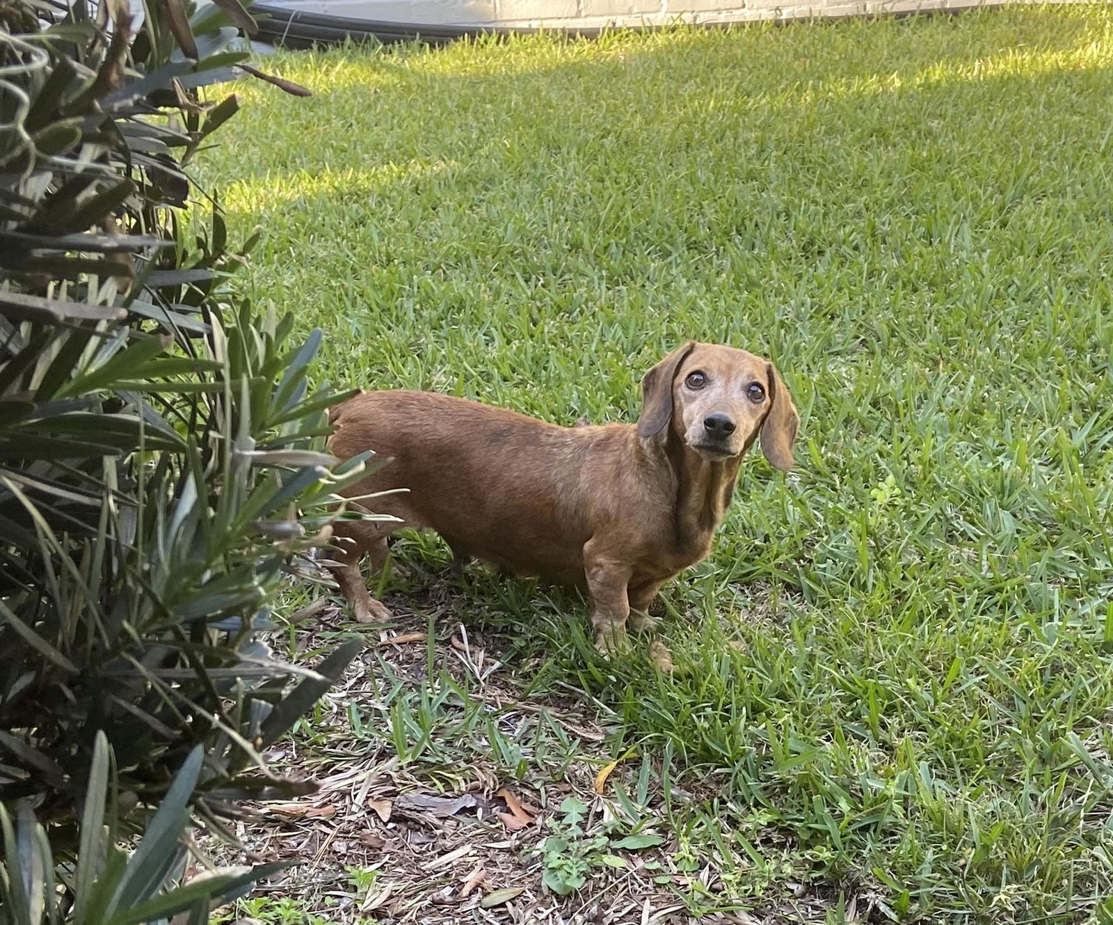 dog-for-adoption-holly-golightly-a-dachshund-in-baker-county-fl