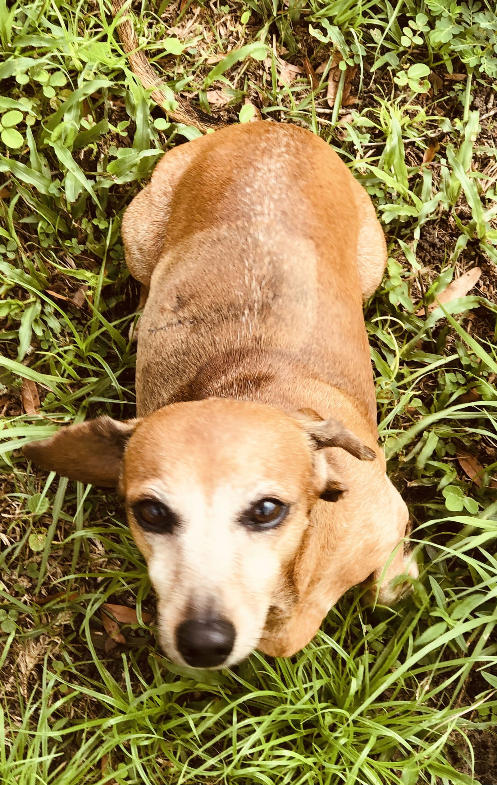 adoptable Dog in Tampa, FL named Carly