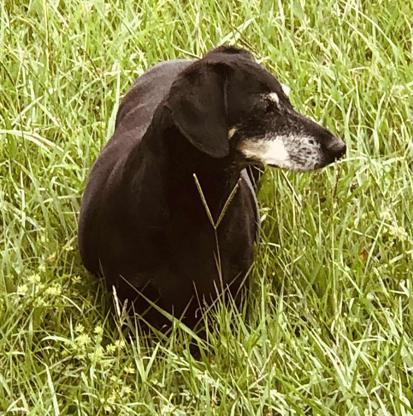 adoptable Dog in Tampa, FL named Harry