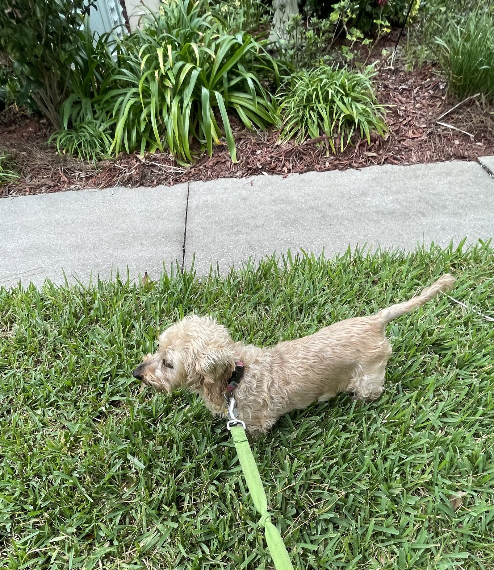 Dog for Adoption Jackie, a Dachshund in Ponte Vedra Beach, FL Alpha Paw