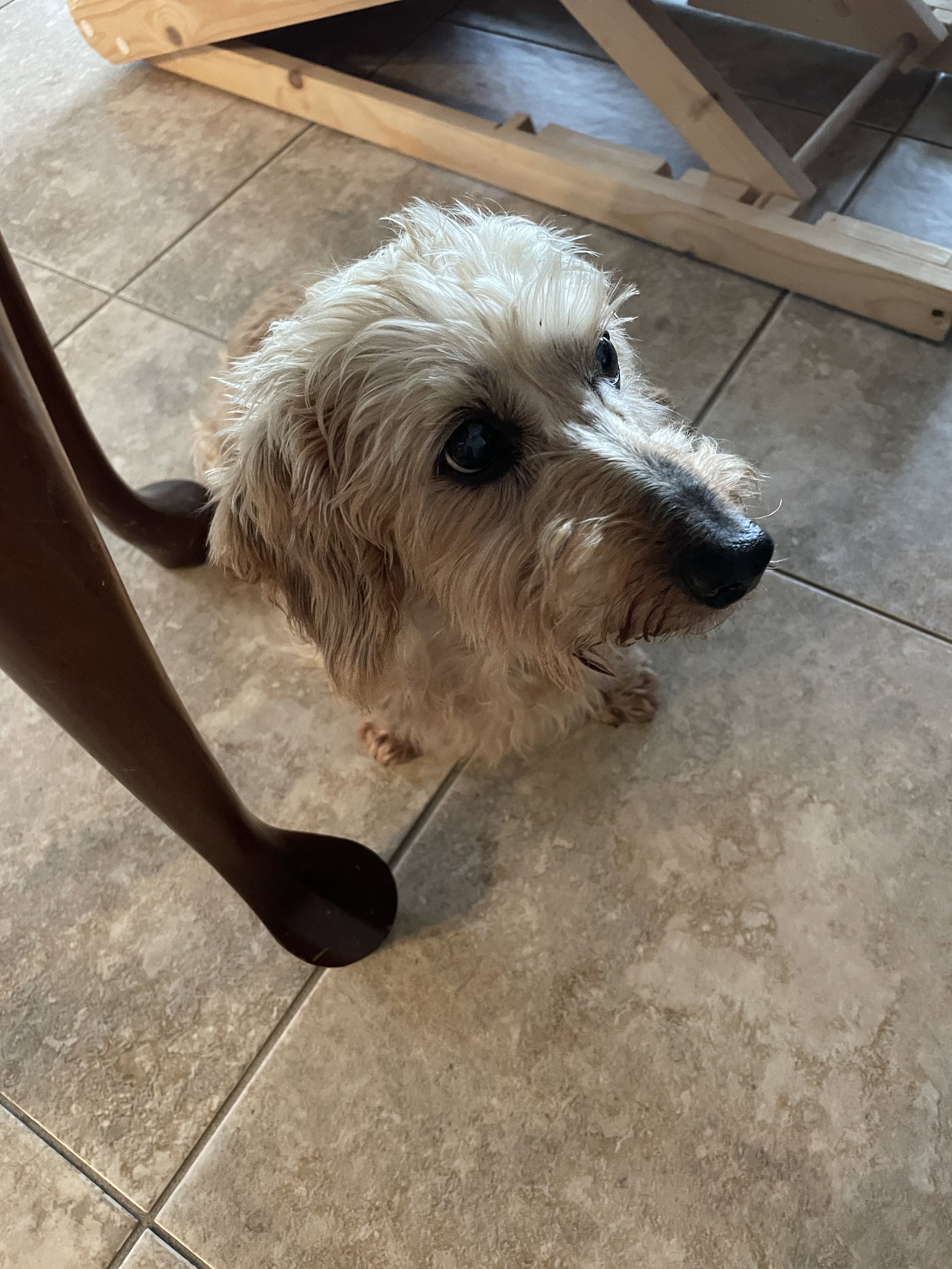 Dog for Adoption Jackie, a Dachshund in Ponte Vedra Beach, FL Alpha Paw