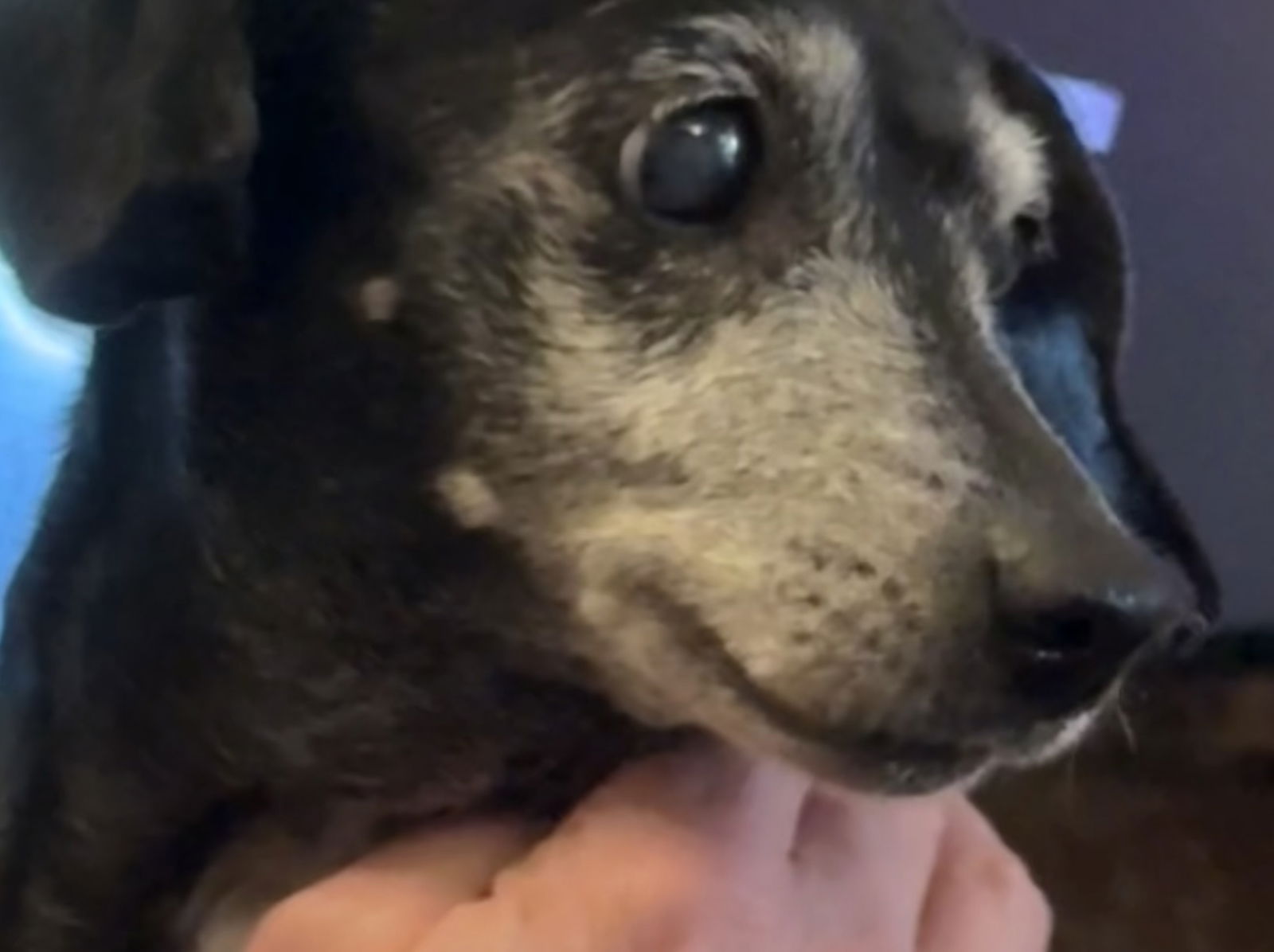 adoptable Dog in Tampa, FL named Phoebe