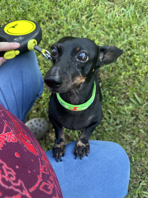 Flynn, an adoptable Dachshund in Tampa, FL