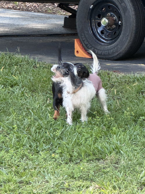 Daphne photo 4