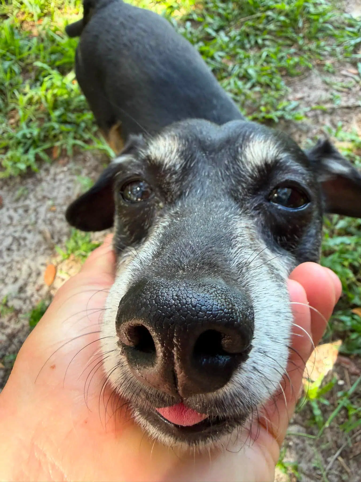 Charlie - Dachshund
