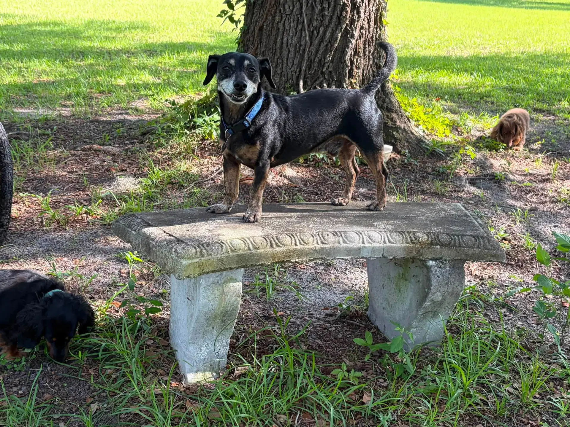 Charlie image 2