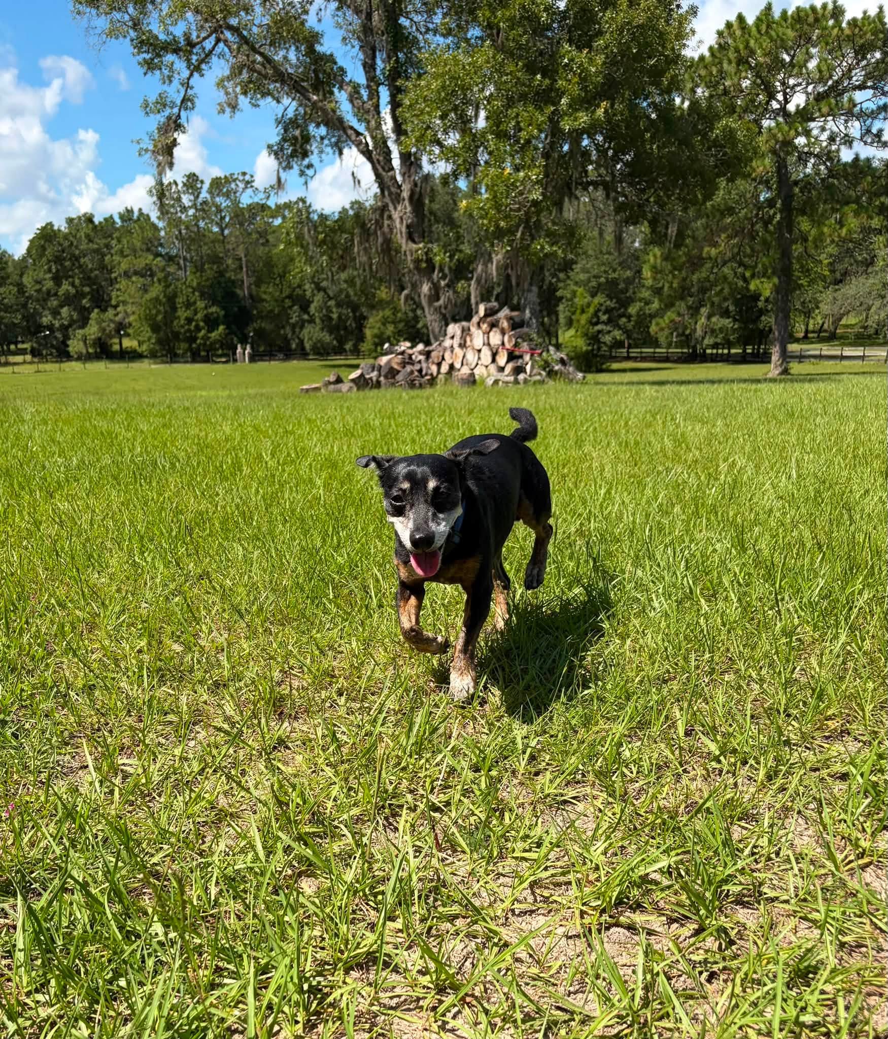 Charlie image 3
