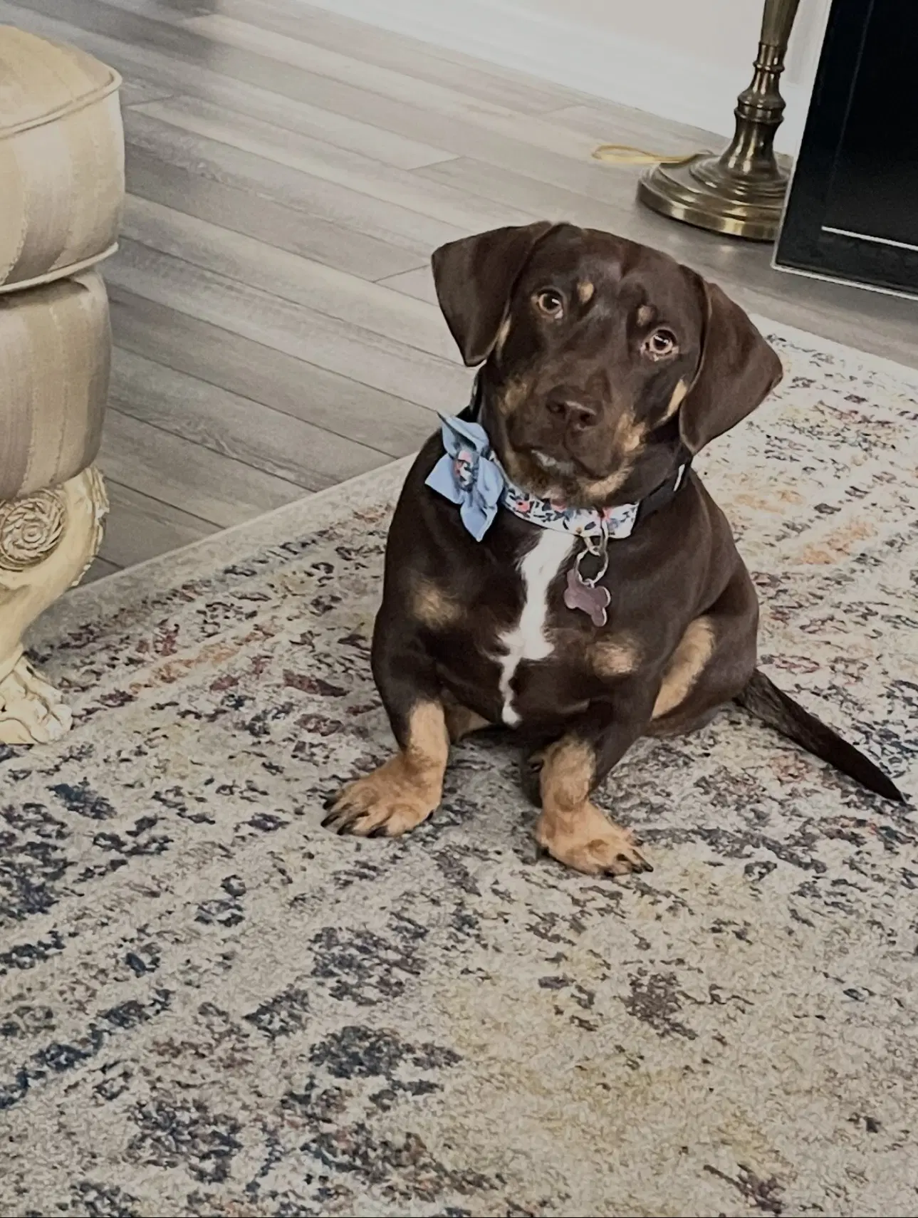 Chloe - Dachshund