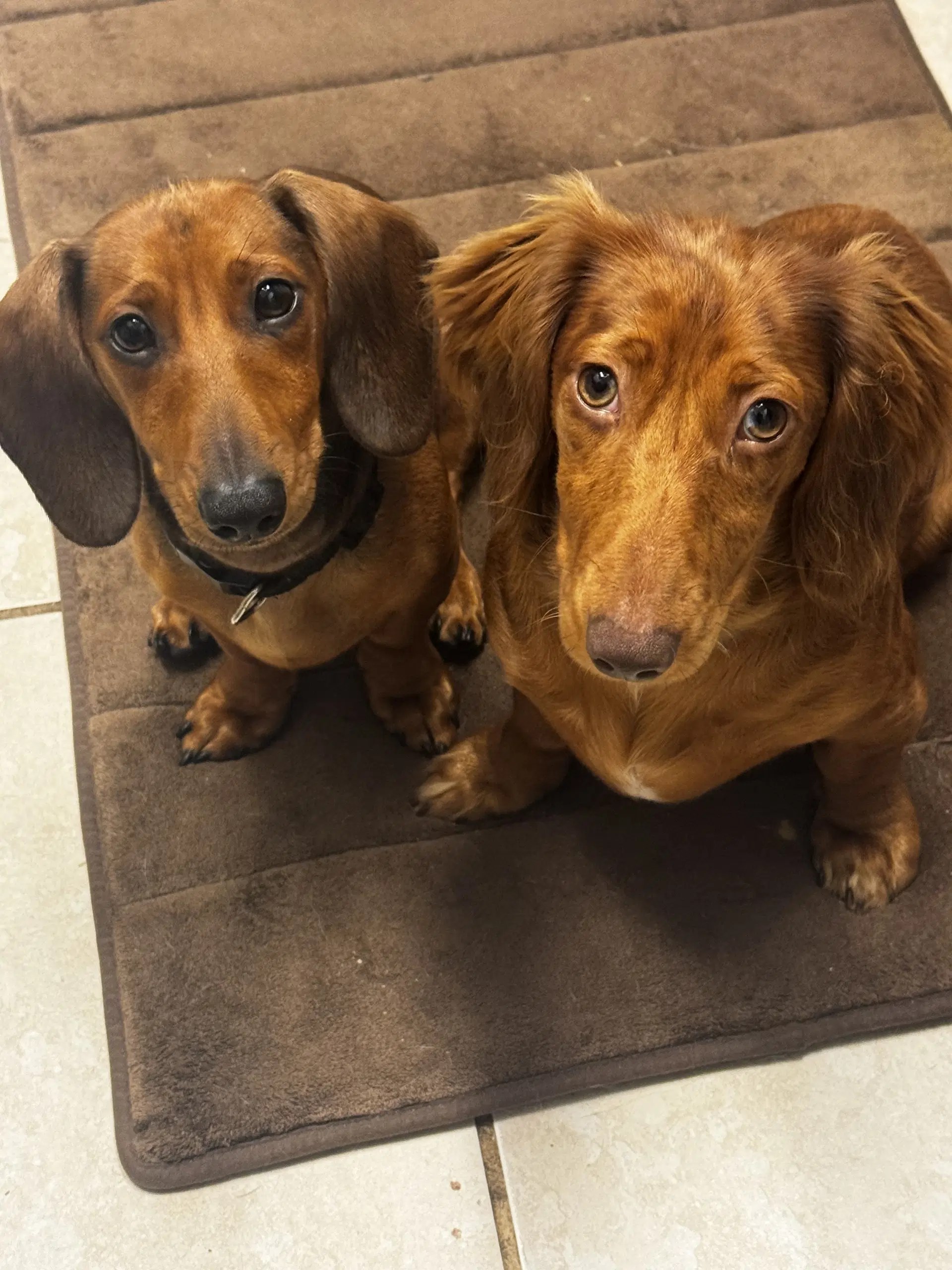 Chip - Dachshund