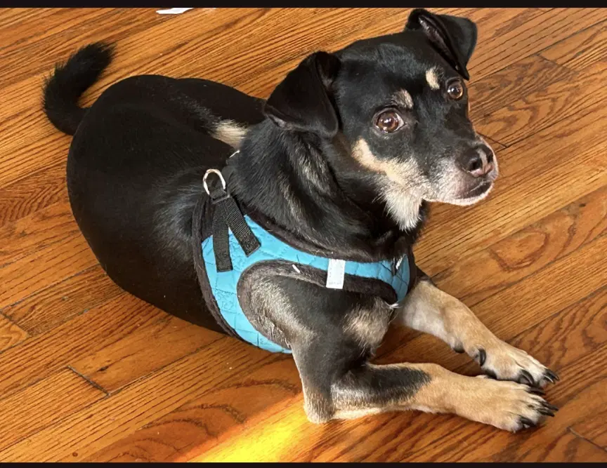 George - Dachshund