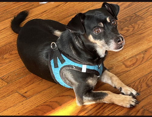 George, a dog for adoption from Dachshund Adoption Rescue & Education (DARE)