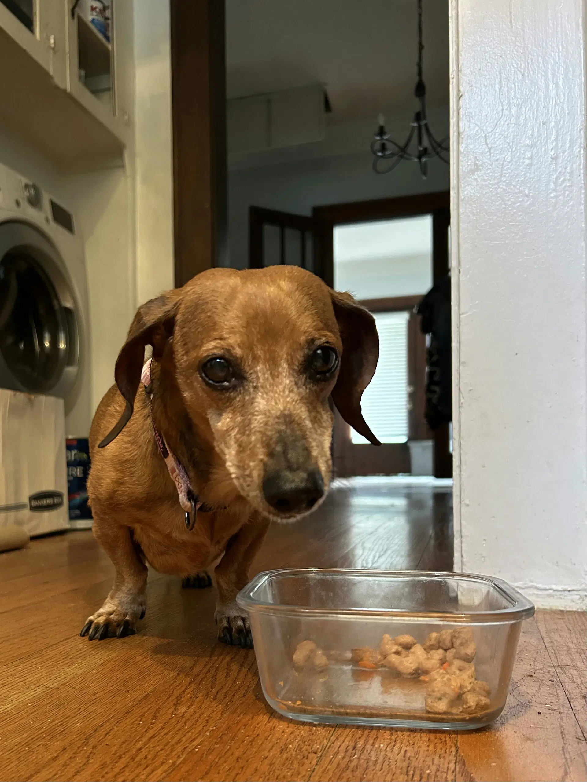 Molly - Dachshund