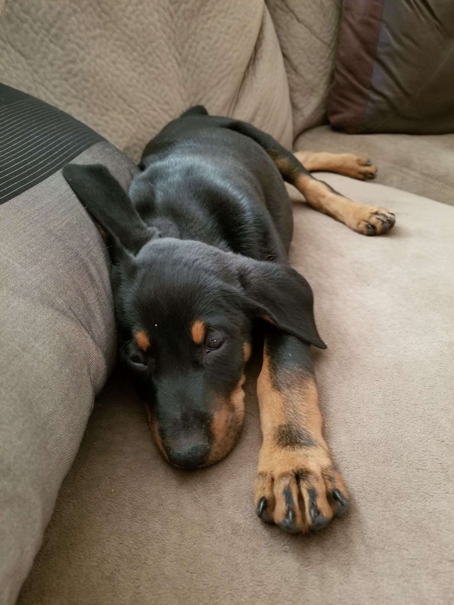 Orders doberman pinscher blue heeler mix