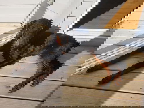 Inga
