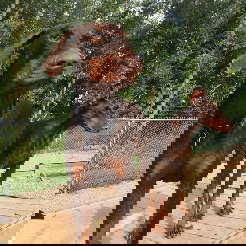 Blaze