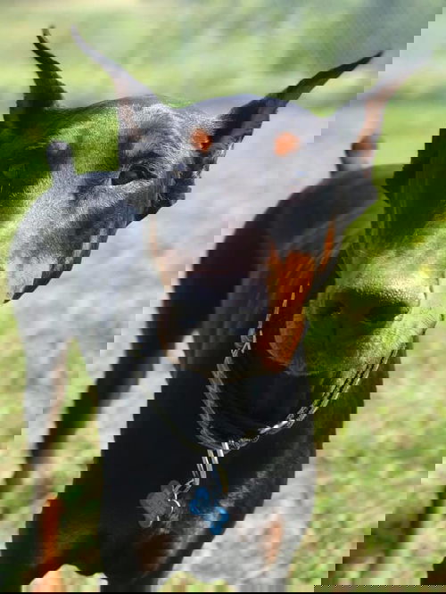 Duke